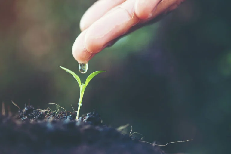 Life in Chinese - seedling growing