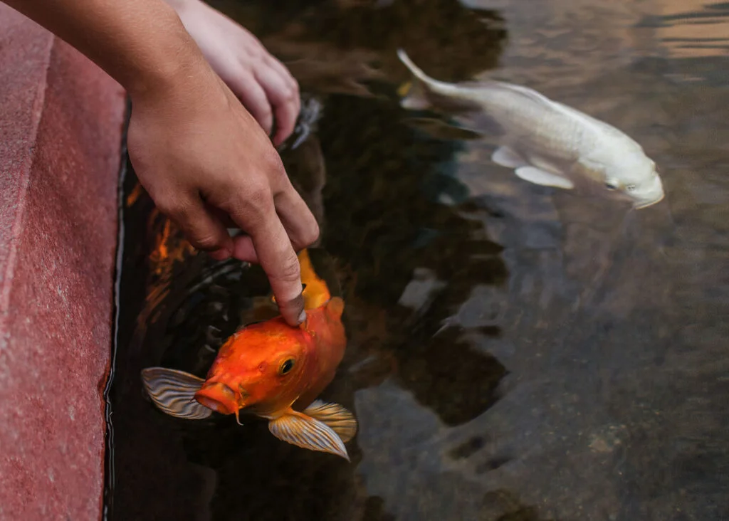 petting fish