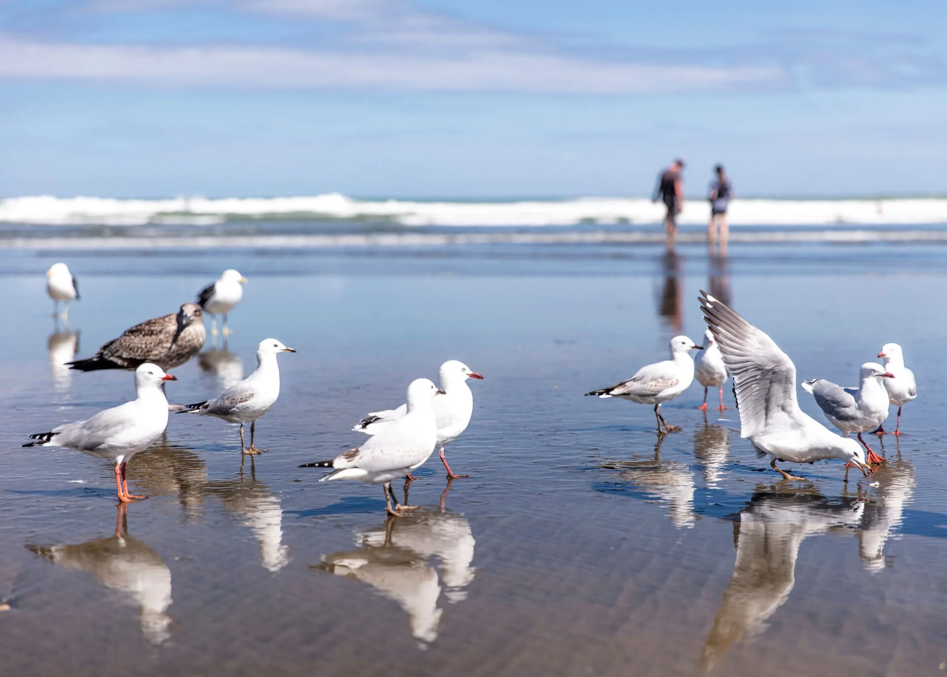 birds by the sea