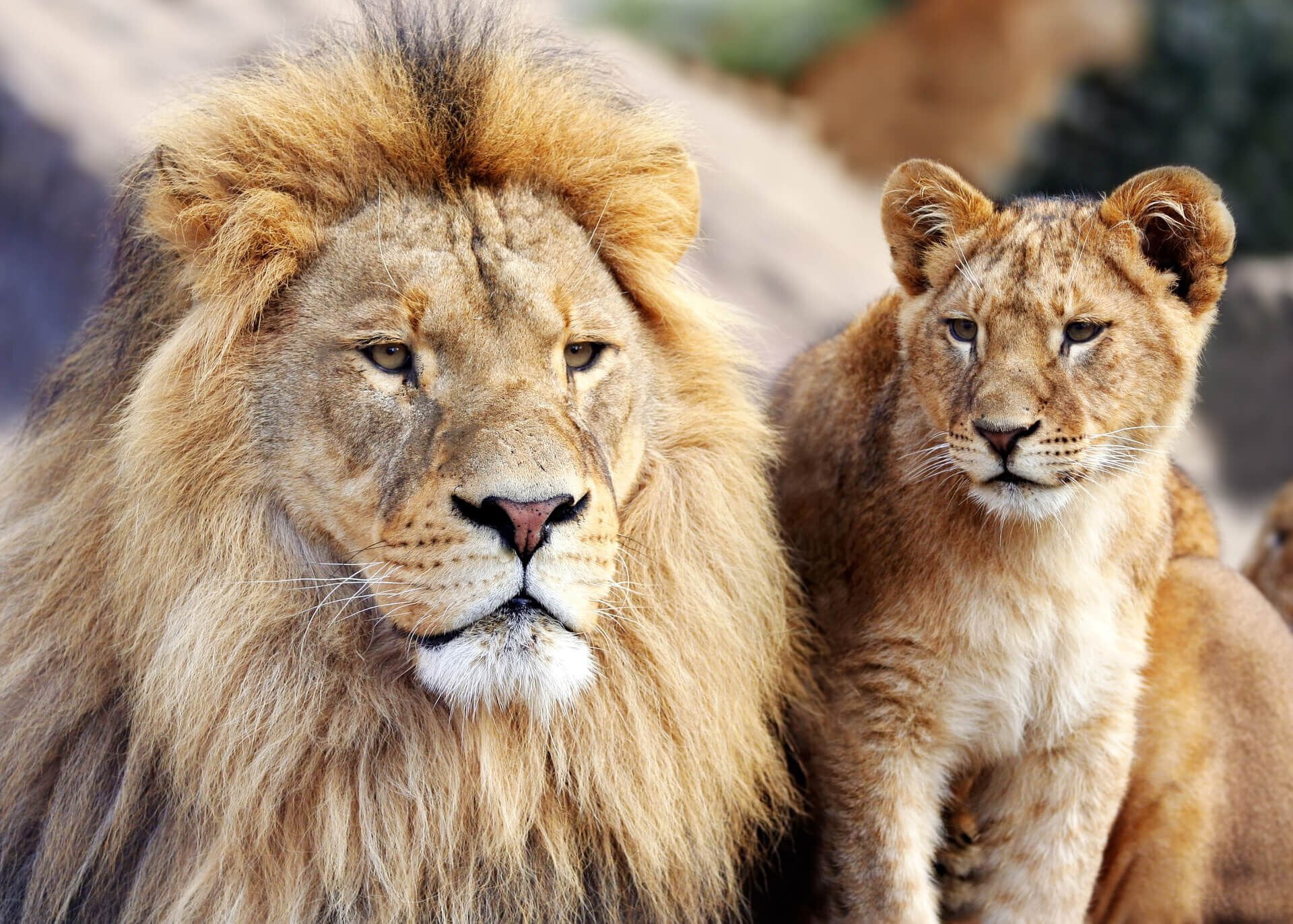 lion and cub