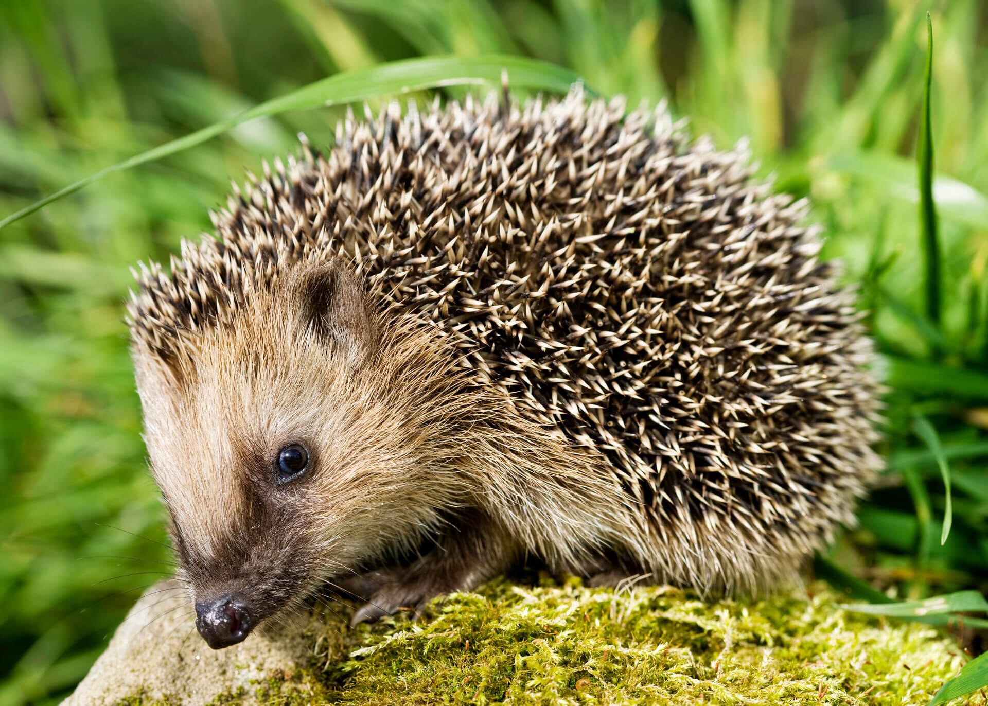 hedgehog