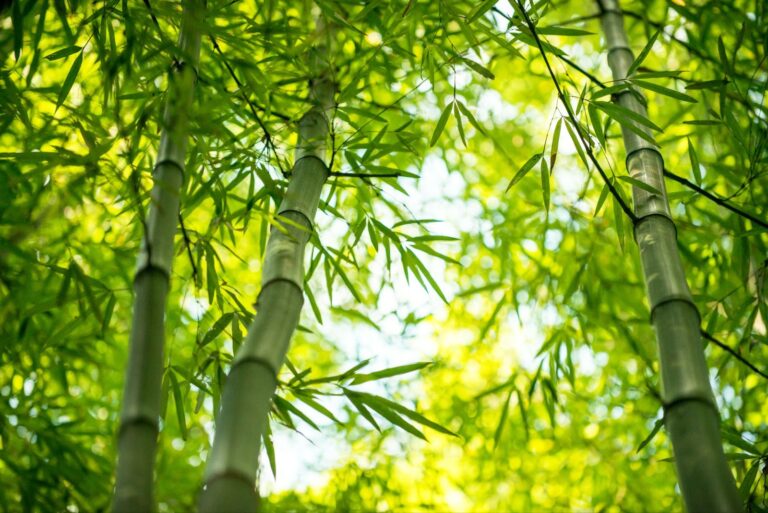 bamboo bamboo