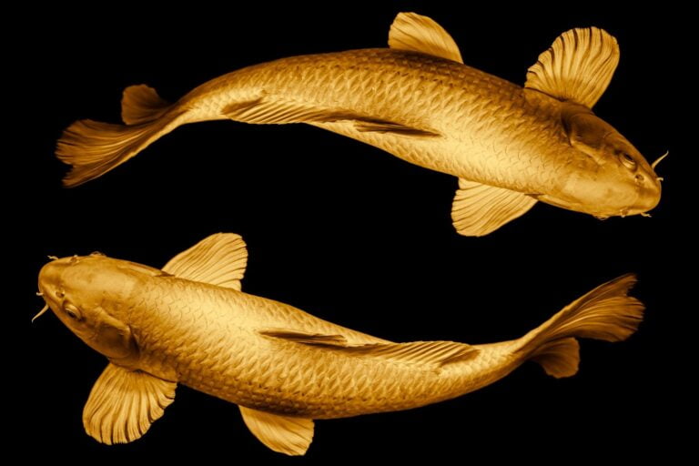 fish fish
