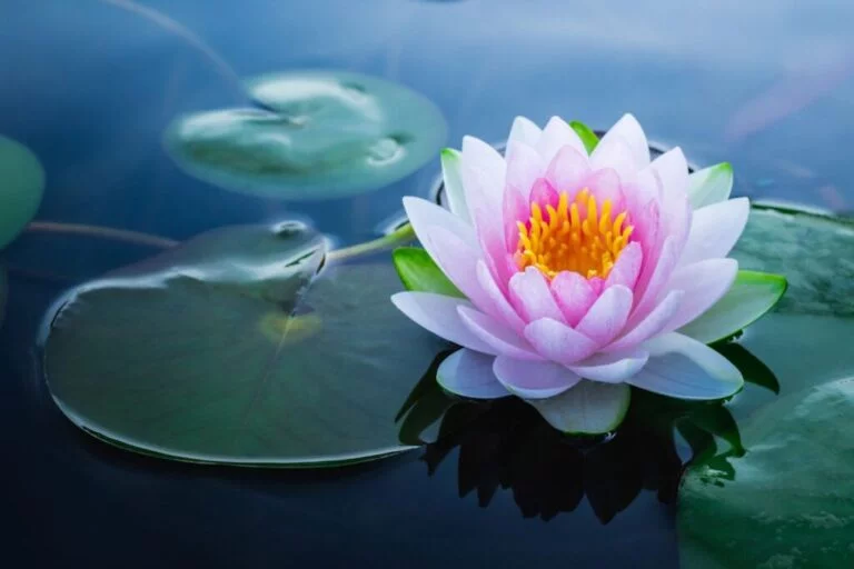 Lotus Flower Lotus Flower