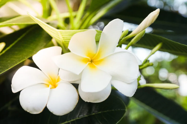 White frangipani flowers White frangipani flowers