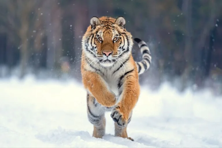 Tiger Tiger