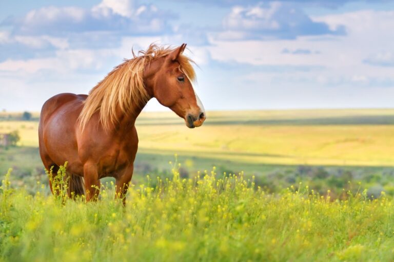 Horse Horse