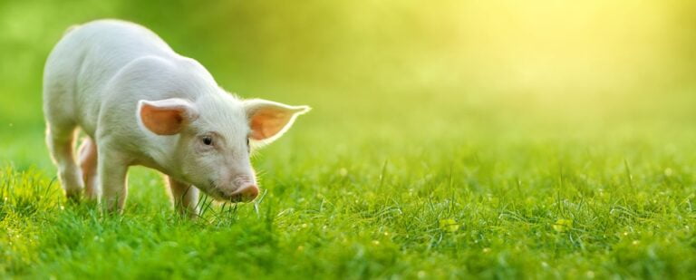 Pig Pig