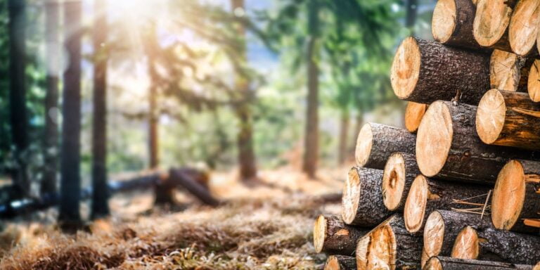 Wood Wood