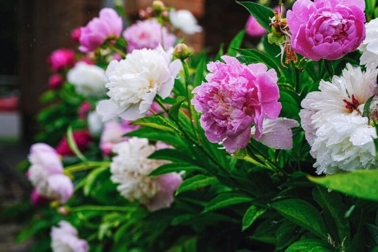 Chinese flowers