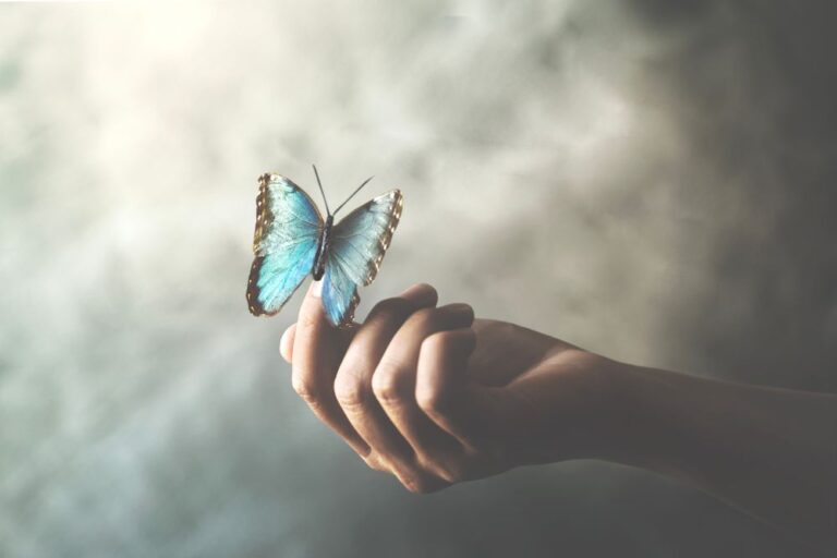 butterfly lovers