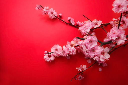 chinese new year flower